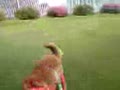 動画:蓮プライベートドッグラン